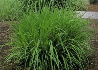  Big Bluestem Ornamental Grass Perennial Andropogon Gerardii Prairie 
