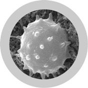 Peluche Pupazzi Microbi Virus Giganti Regalo Originale