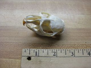 muskrat skull clean animals crafts traps  13