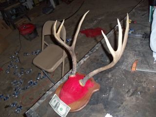 BIG MULE DEER ON PLAQUE..deer antlers taxidermy shed elk rack buck 