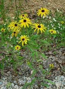  attracted to Black Eyed Susan. However, may we suggest using Susan 