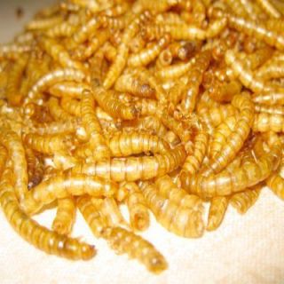 Mealworms Dried Fish Reptile Wild Bird Food 1 2 Lb
