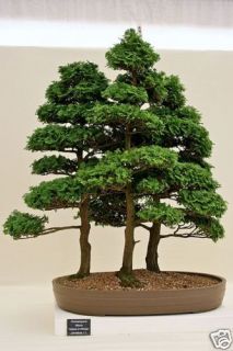 Hinoki Cypress Chamaecyparis Obtusa Tree Seeds