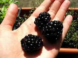 Huge Worlds Largest Blackberry 25 Seeds Giant RARE Hardy Sweet Wine 