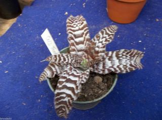 Bromeliads r us Cryptanthus cold tooth  award winners offset
