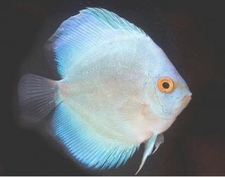 Two 2 Live Discus Fish 2 2 5 Blue Sapphire 24 Hour Live GUARANTEE 