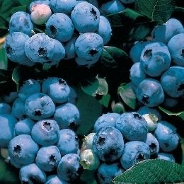  Blueberry Plant Organic Collins