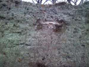 Woodland Bison / Buffalo Skull Fossil Bone Freshly dug, 25 inch spread 