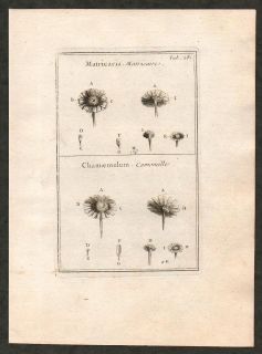 1700 Antique Botanical Print of Mayweed Chamomile