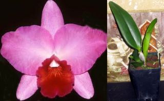 SC Royal Beau Hihimanu Beautiful Cattleya Orchid