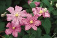 CLEMATIS COMTESSE DE BOUCHARD ROSE PINK FLOWERS
