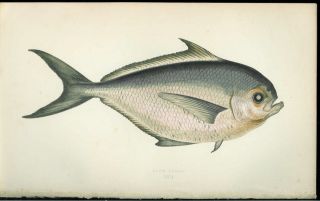 Rays Bream Jonathan Couch 1863 Fish Print