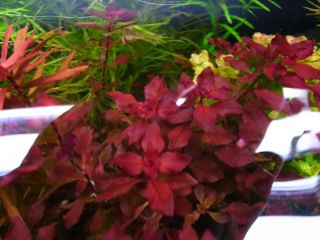   SP Red 5 Stems Fresh Water Fish Tank Live Aquarium Plants