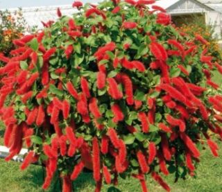 Red Hot Cattails Acalypha Repens Chenille Houseplant