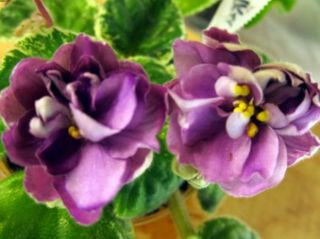African Violet Plug Starter Plant Buckeye Sweet Talker