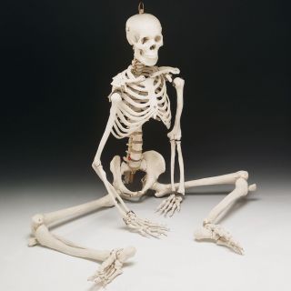 Student Quality Lifesize Bucky Skeleton Anatomy Model