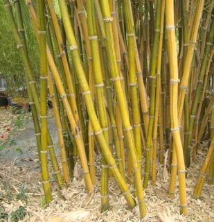 live buddha belly bambusa ventricosa kimmei bamboo potted plant great 