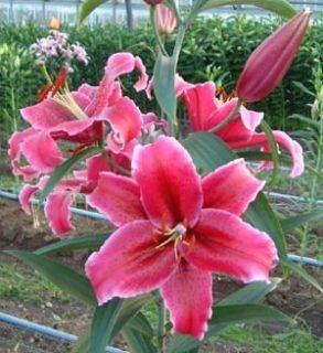 Oriental Lily Corvara Flower Bulb Fragrant Blooms 40 Tall Perennial 