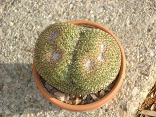  Mammillaria Crucigera Cactus Plant