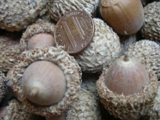 Fresh 2012 Burr or Bur Oak Acorns with Caps 5 lbs Wedding Decor Seeds 