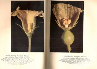 RARE 1914 Luther Burbank Botany Horticulture Prints 1st