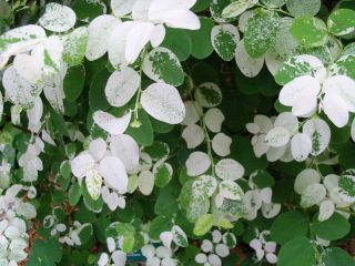 Snow Bush White Color Breynia Great Color 4 Pot Plant
