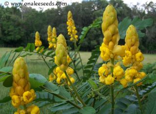 100 Cassia Alata Candlestick Candelabra Bush Seeds