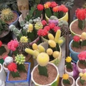 10 Colorful Cactus Flower Seeds Plant DIY Garden Home