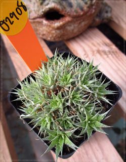O2908 Cactus Succulent. Deuterocohnia brevifolia