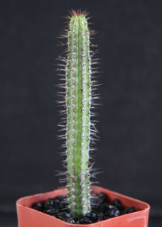 Euphorbia Bahoiensis Exotic RARE Cactus Plant cacti Bonsai Succulent 2 