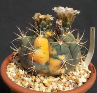   Albipulpa F Variegated RARE Cactus Seed cacti 10 Seeds