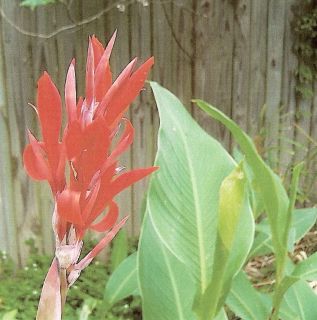 RED CANNA LILY PLANTS BULBS seeds