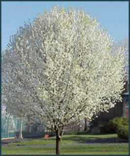 Callery pear stong wooded bradford pear ornamental flowering pear tree 