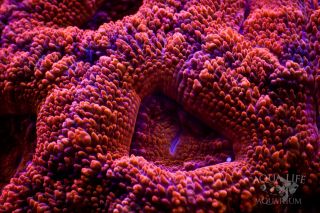 Candy Apple Red Acan Lord Acanthastrea lordhowensis Live Saltwater LPS 