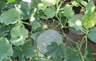 BC Cantaloupe Melon Plant  10 Seeds   Muskmelon Sweet Fruits Rich Anti 