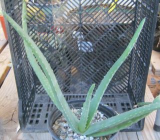 Aloe Vera with Medicinal Gel in Leaves and Landscape Quality Whole 8 