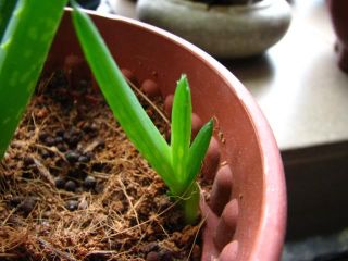 Aloe Vera Medication Two Plant 3 8 inch Tall Plants
