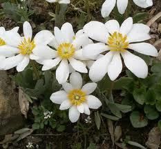 Blood Root Bloodroot Sanguinaria canadensis 8 Plants Shade