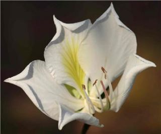   Tree Seeds RARE White Flowers Candida Bauhinia Grow Patio Plant