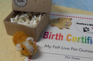 Needle Felted Yellow White Color Guinea Pig in A Box by Sneffcas 