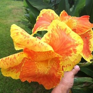Canna Lily Bulbs Orange Yellow Bulb Plant