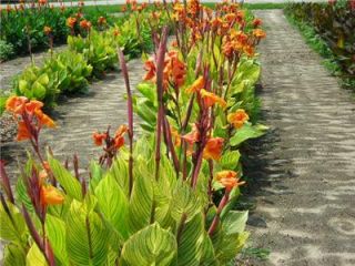 canna lily bengal tiger 10 or more 