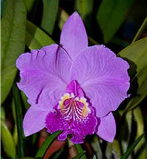   Cesar Fernandez Plant Species Orchid 25+ Growth SPECIMEN