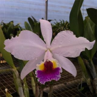 Cattleya jenmanii Ponkan Plant Species Orchid Booming Size 1112