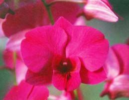 Hawaiian Orchid Plants Mixed Grow Hawaii