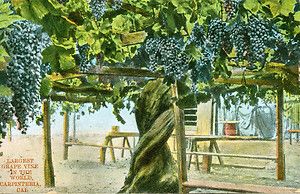 Carpinteria CA Largest Grape Vine in The World Around 1907
