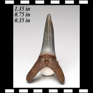 Sand Tiger Shark Tooth Teeth Fossil FL USA Fossilized