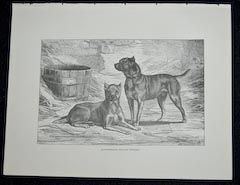Shaw Cassells Book of The Dog 1890 English Terriers