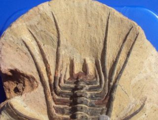 Top Class Dicranurus Fossil Trilobite Great Specimen Perfect 