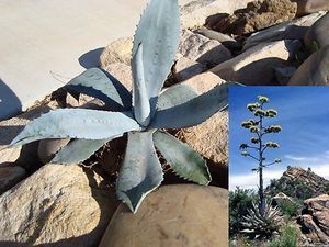   Drought Hardy Agave Americana Blue Century Plant Grows Huge